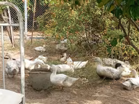 Ducks — zdjęcie 1