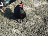 مسکوی خانگی — عکس 2