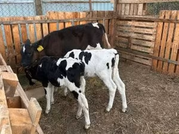 Бух, Russian Black pied cattle