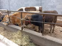 گاو نر, Swiss cattle — عکس 3