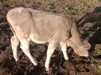 소(암수 미지정, 묶음), Simmental cattle — 사진 1