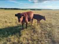 Lembu betina, Russian Black pied cattle — foto 3
