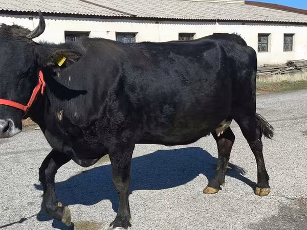 ላም, Cattle