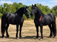 Hoppe, Friesian — foto 4