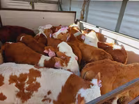 Bik, Simmental cattle — fotografija 2