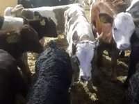 گاو و گوساله (گروه، جنسیت مشخص نشده), Simmental cattle — عکس 3