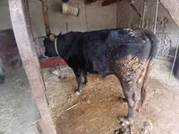 گاو ماده, گاو — عکس 2