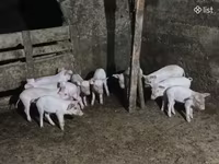 Verro, Cerdos — foto 2