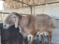Vædder, Arashan sheep — foto 6