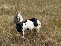 Kozel, Kozy — foto 2