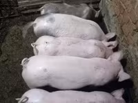 मादा सूअर, सूअर — फ़ोटो 1