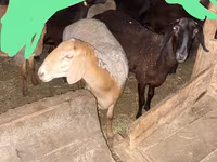 Ido, Edilbay sheep — sawirka 2