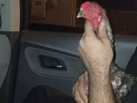 Chickens — Foto 6