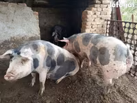 ወንድ አሣማ, Pigs — ፎቶ 5