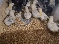 Australorp — 5. fotó