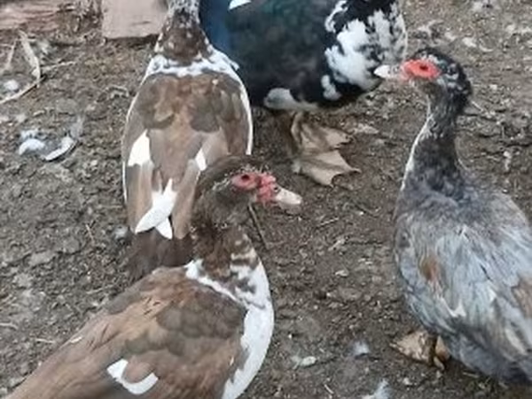 Guinea fowl