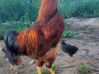 Chickens — foto 5