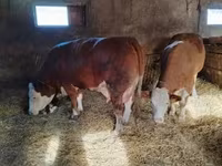 گاو نر, Simmental cattle — عکس 5