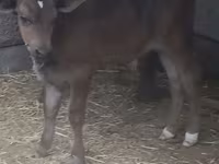 Bik, Swiss cattle — fotografija 3