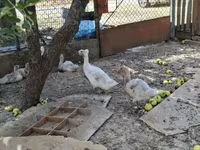 Ducks — ảnh 4
