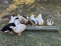 Ducks — ছবি 1