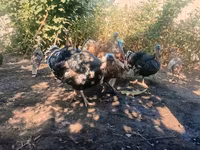 Turkeys — 写真 2