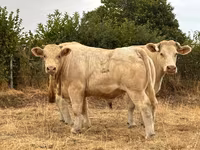 Бик, Charolais cattle — снимка 4