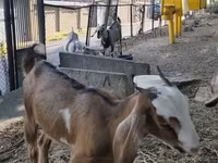 암염소, Nubian Goat — 사진 3