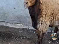 مینڈھا, بھیڑیں — تصویر 1