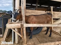 Koza, Alpine goat — foto 6