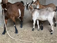 بز ماده, Nubian Goat — عکس 6
