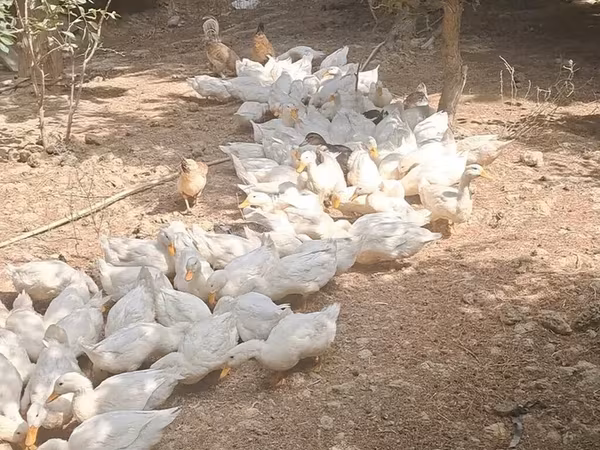 جرمن پکین