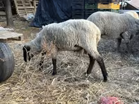 Carneiro, Merino sheep — foto 4