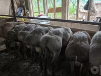 قوچ, Baerchuke sheep — عکس 3