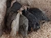 Guinea fowl — sawirka 2