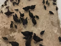 Australorp — zdjęcie 2