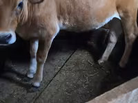 Krava, Simmental cattle — foto 1