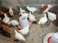 Chickens — ფოტო 1