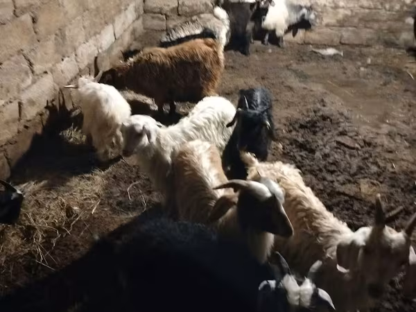 بز ماده, بز