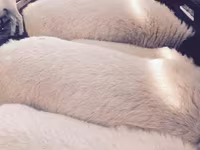 Ovce, Dorper sheep — foto 1