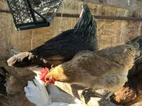 Chickens — foto 1