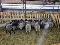 Widder, Romanov sheep — Foto 4