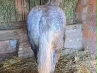 Kůň, Koně — foto 5