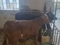 Ko, Limousin-ko. — foto 3