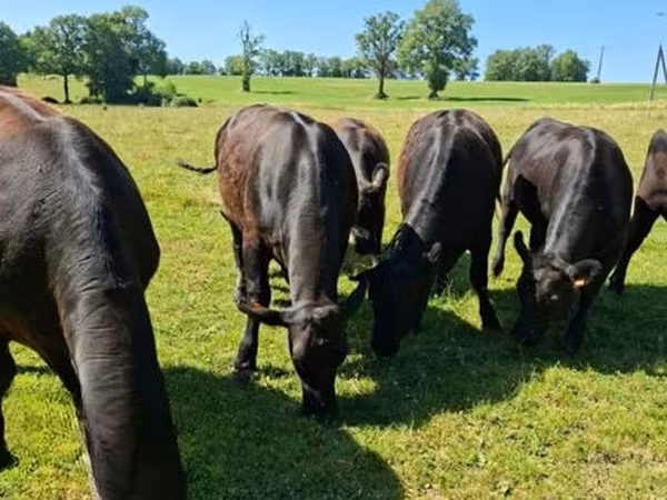 Sigir, Aberdin – Angus — Buyuk Britaniya