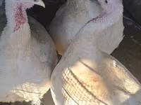 Turkeys — снимка 3