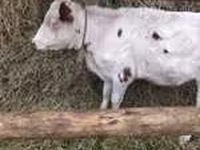 Lembu ternakan (lot, jantina tidak dinyatakan), Cattle — foto 6