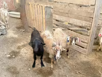 بز ماده, بز — عکس 2