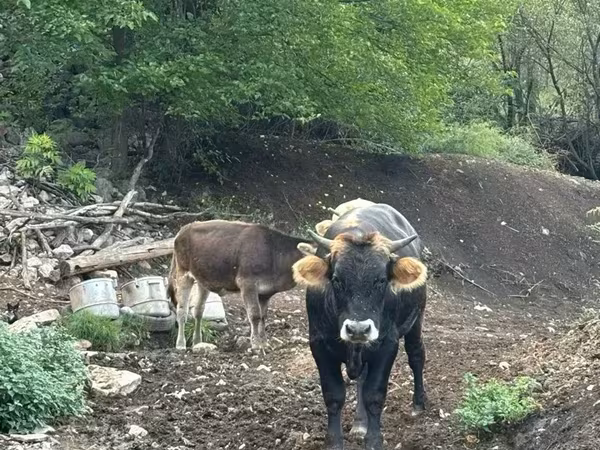 母牛, Cattle