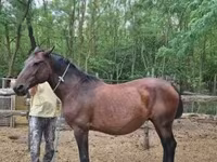 ሴት ፈረስ, Hungarian horse breed — ፎቶ 3